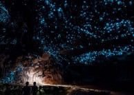 Full Day Tour Waitomo Glowworm Caves, Ruakuri Cave & Hobbiton - Headfirst Travel