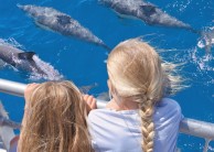 Whale, Dolphin & Island Cruise