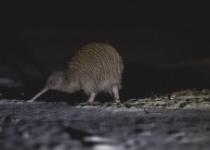 Guided Walk - Wild Kiwi Encounter