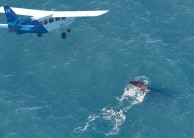 Wings Over Whales- Whale Watching Flights