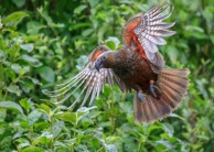 Wildlife Park - Zealandia Wildlife Sanctuary