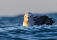 Bird Watching - Albatross Encounter | Kaikoura