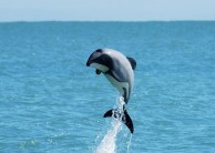 Akaroa Harbour Nature Cruise