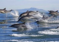 Dolphin & Wildlife Cruise