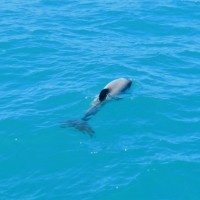 Dolphin swimming in Akaroa