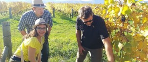 Half Day Afternoon Wine Tour - Marlborough Wine Tours