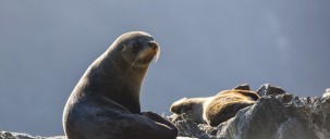 Milford Sound Coach & Cruise from Queenstown - RealNZ