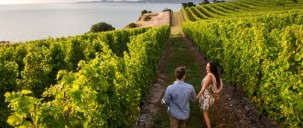 Wine Tours - Marlborough Jade Tours