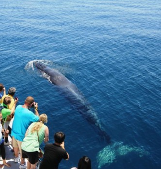 Auckland Whale Watching Tours