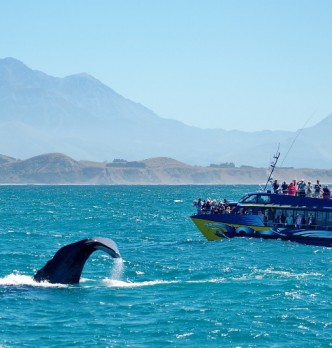 Boat Tours in Kaikoura