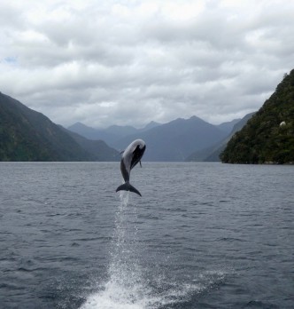 Doubtful Sound Wildlife Tours