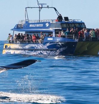 Family Friendly Activities in Kaikoura