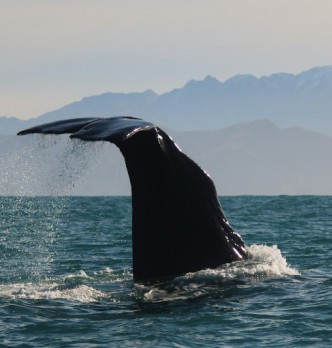 Most Popular Activities in Kaikoura