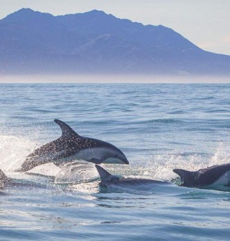 Dolphin swimming from Auckland