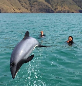 Snorkelling Tours in Christchurch