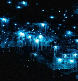 Te Anau Glow Worm Tours