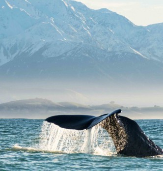 Whale Watch by Sea or Air in Kaikoura