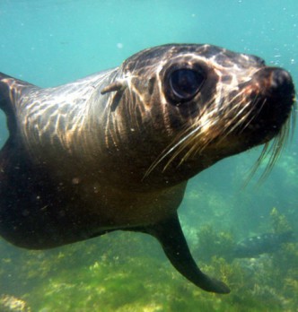 Kaikoura Wildlife Tours