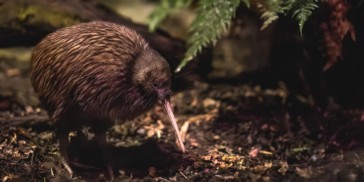 Wildlife Park - Kiwi Park - Everything New Zealand