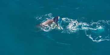 Whale Watching & Scenic Flights - South Pacific Helicopters - Everything New Zealand