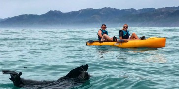 Kayaking - Seal Kayak Kaikoura - Everything New Zealand