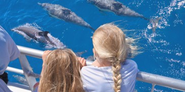 Whale, Dolphin & Island Cruise - Everything New Zealand