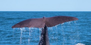 Whale Watch - Everything New Zealand