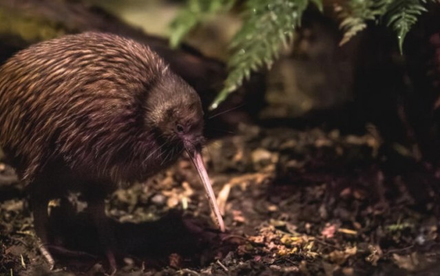 Wildlife Park - Kiwi Birdlife Park