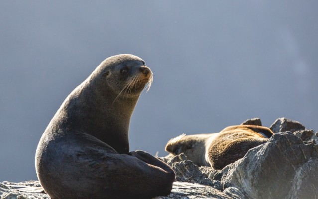 Milford Sound Coach & Cruise from Queenstown - RealNZ
