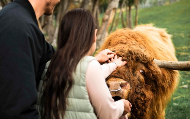 Spirit of Queenstown Cruise & Walter Peak Farm Tour