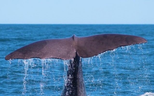 Whale Watch - Kaikoura