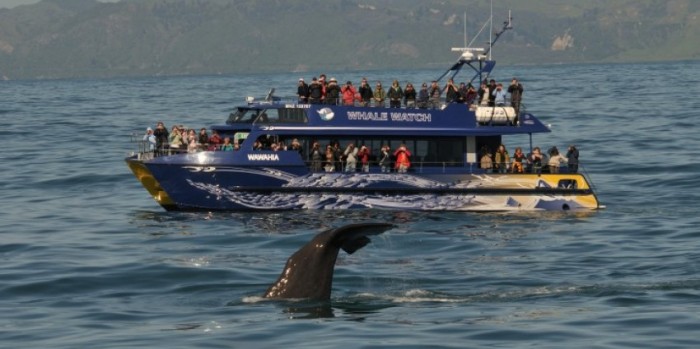 whale watching kaikoura coupon