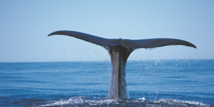 Whale Watching Kaikoura Everything New Zealand