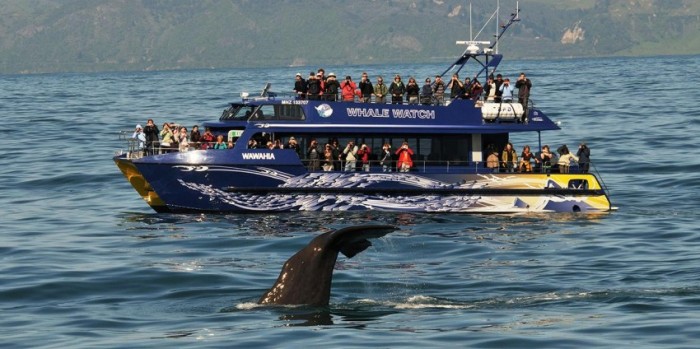 Kaikoura Day Tour Whale Watching From Christchurch Everything