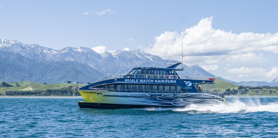 whale watching tour new zealand