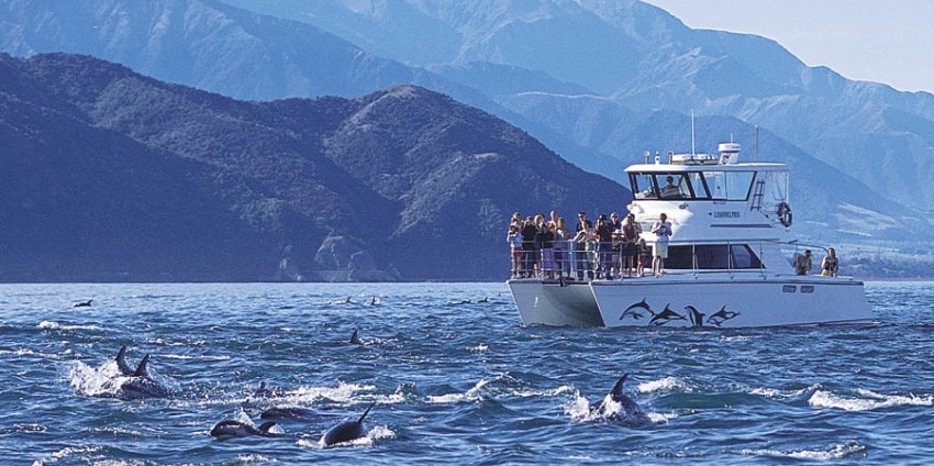 kaikoura dolphin cruise