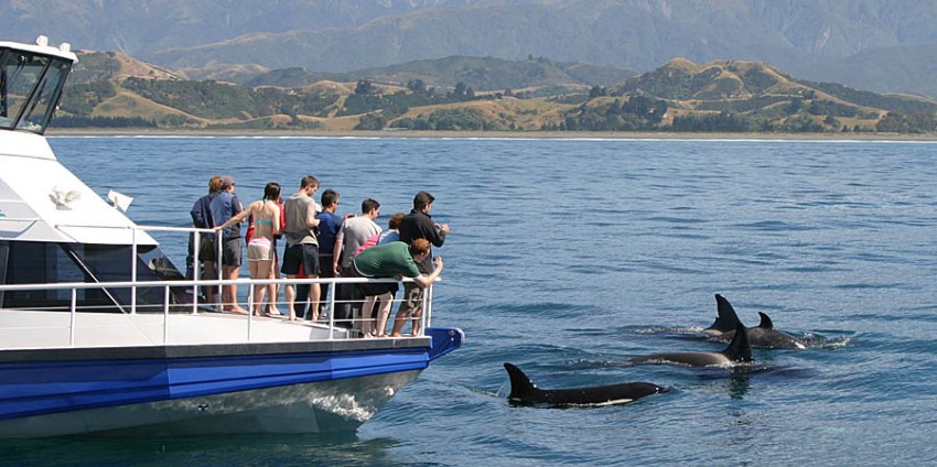 kaikoura dolphin tours