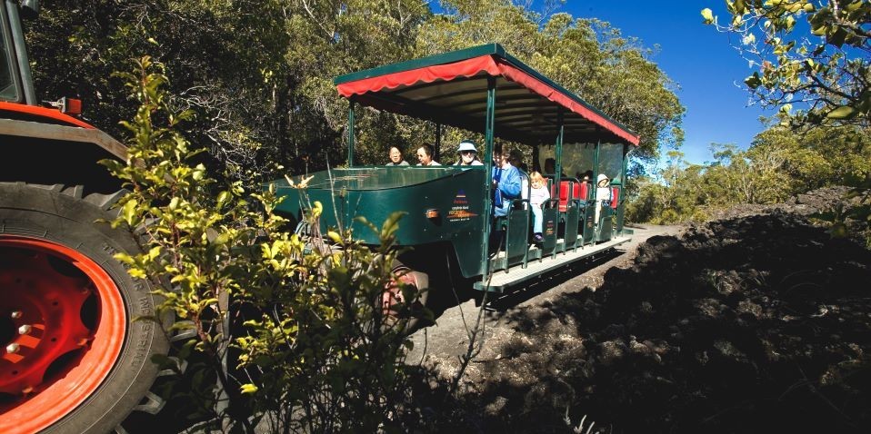 fullers rangitoto volcanic explorer tour