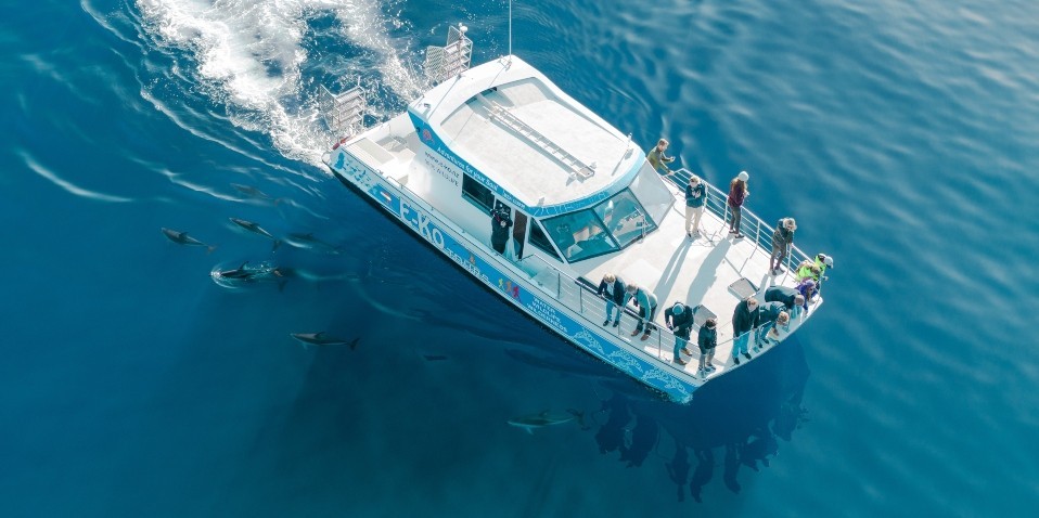 Motuara Island & Dolphin Watching Cruise - E-ko Tours