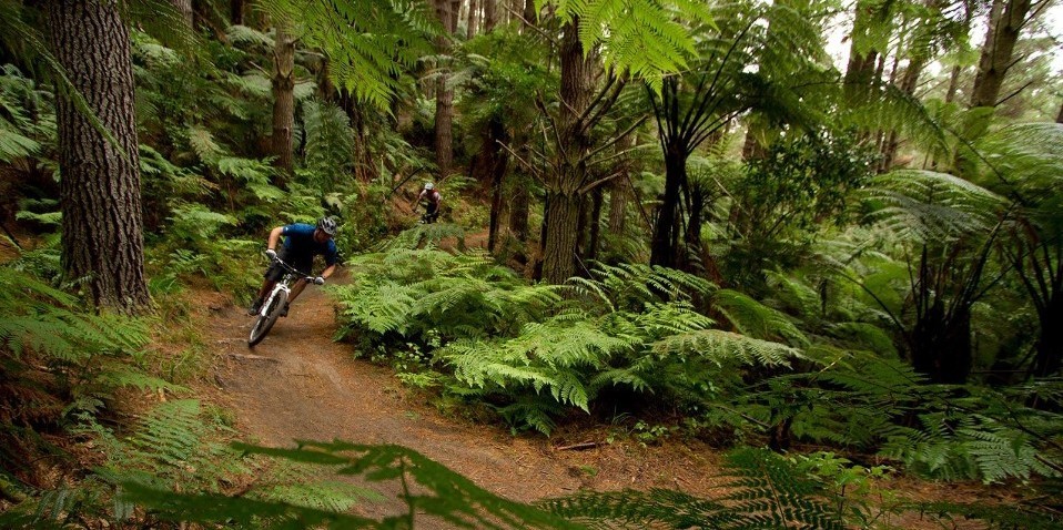 Redwood Forest Mountain Biking, Rotorua - Everything New Zealand