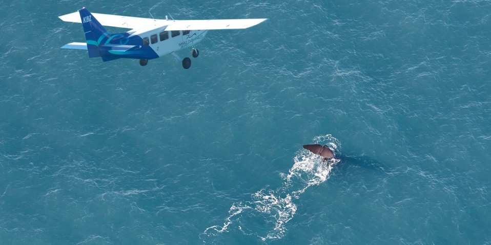 Wings Over Whales- Whale Watching Flights