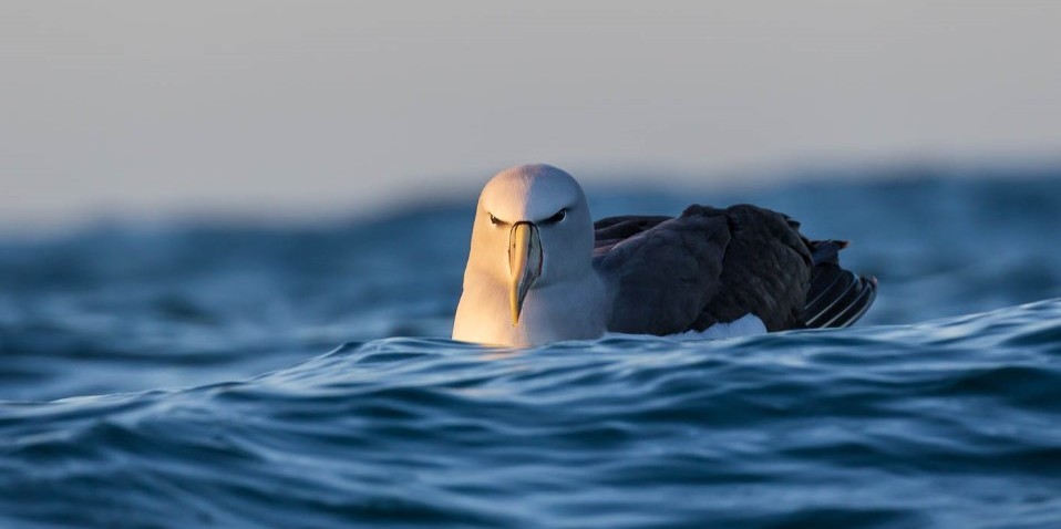 Bird Watching - Albatross Encounter | Kaikoura