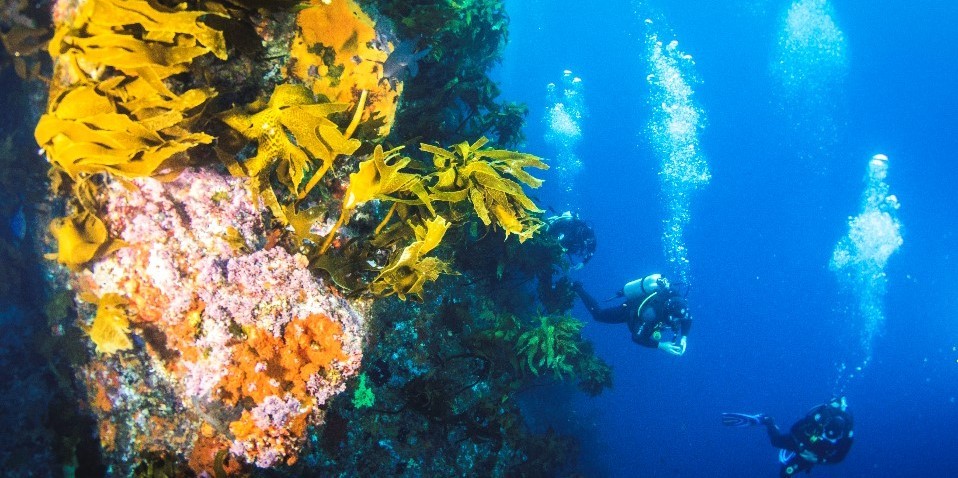 Scuba Diving - Dive Tutukaka