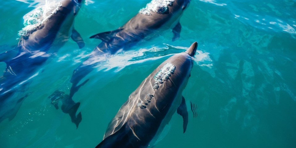 Dolphin Encounter