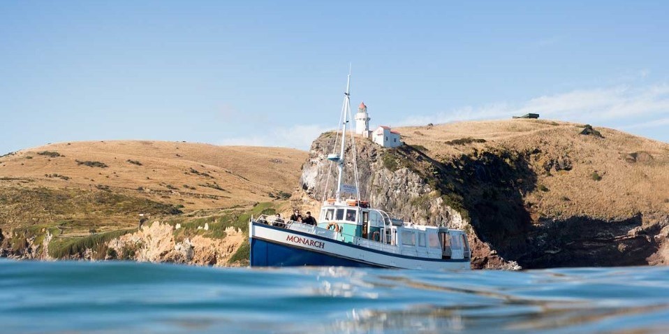 monarch wildlife tours dunedin