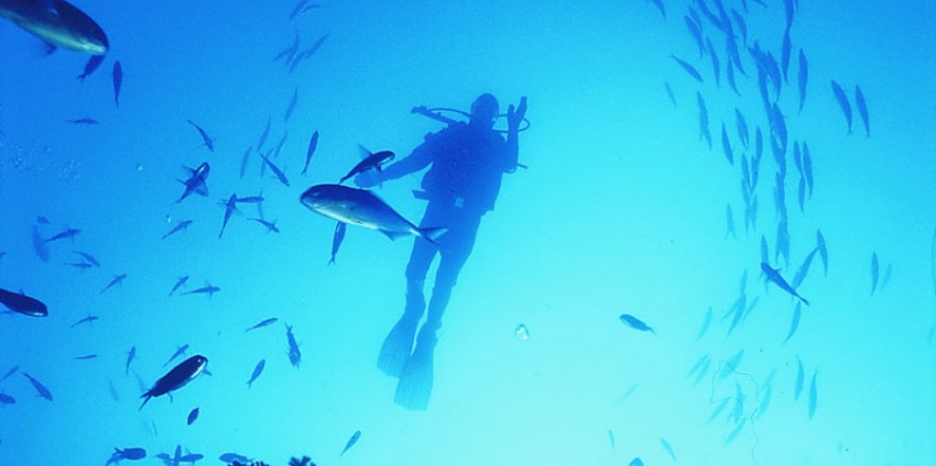 Scuba Diving | Dive Tutukaka, Poor Knights Islands