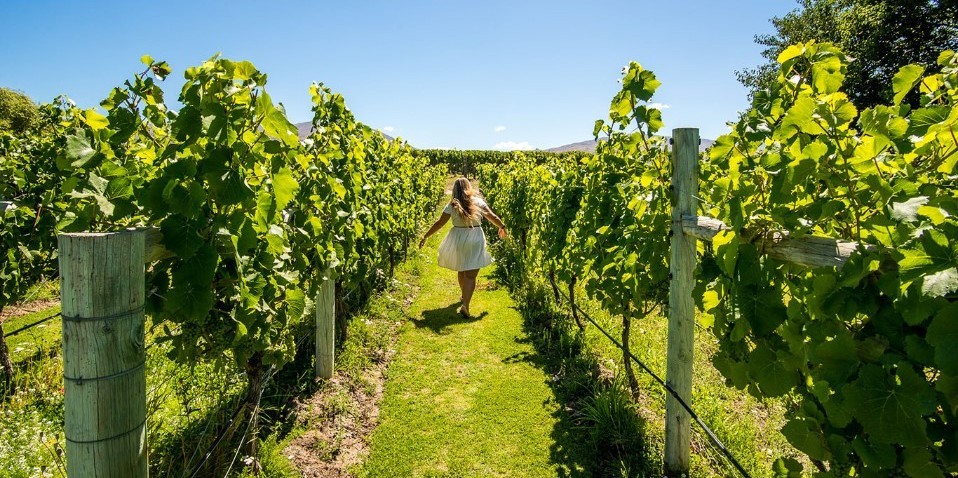 Wine Tours - Wanaka Wine Tours