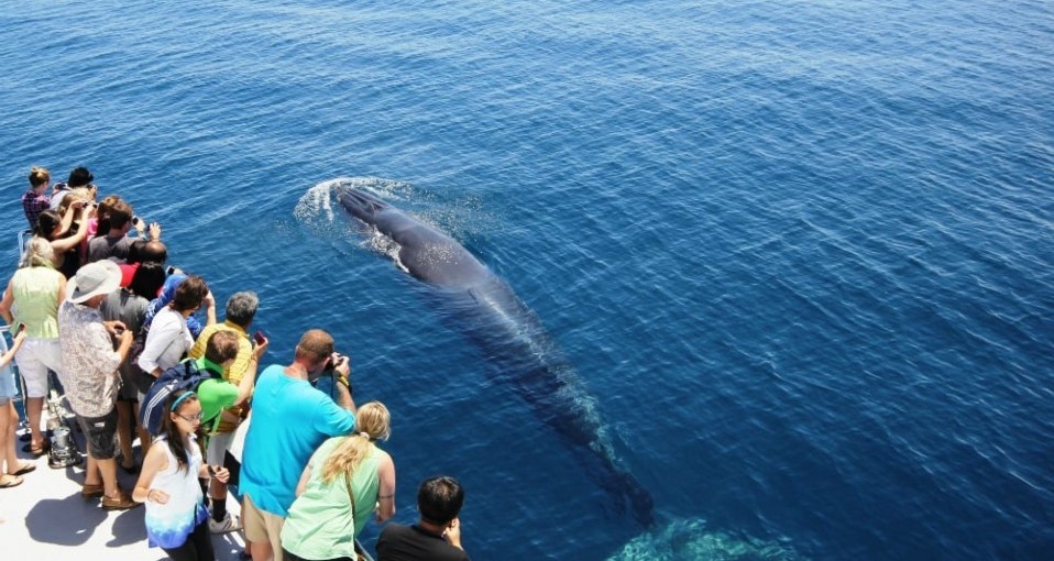 Whale Watching