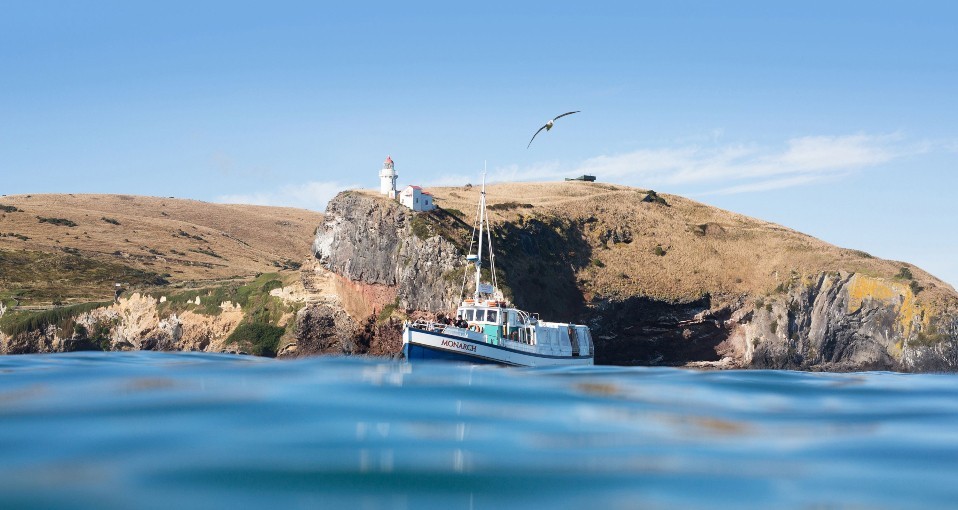 boat tours dunedin