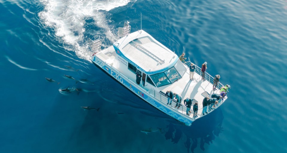 Whale Watching